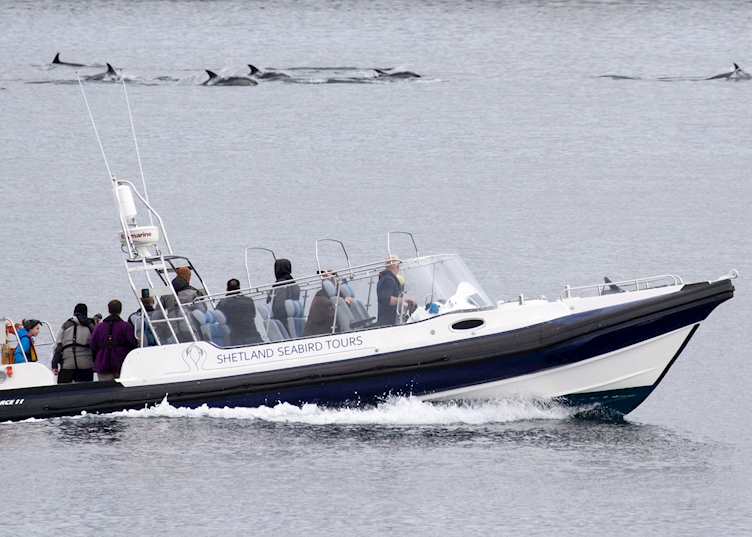 Shetland seabird boat trip (credit: Rebecca Nason & John Coutts)