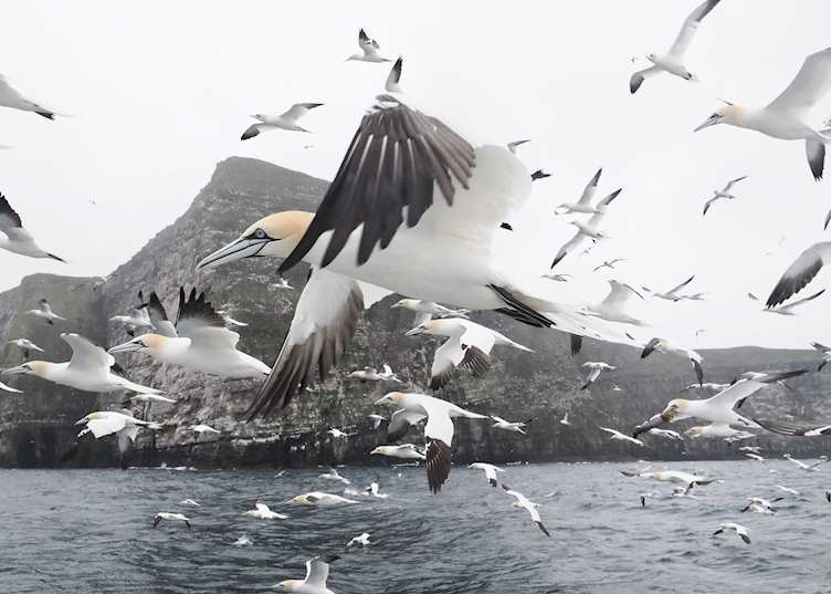 Shetland seabird boat trip (credit: Rebecca Nason & John Coutts)