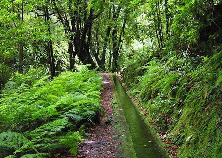Levada do Rei, Madeira 