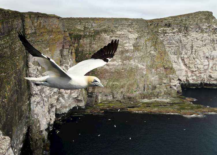 Noss National Nature Reserve, Shetland