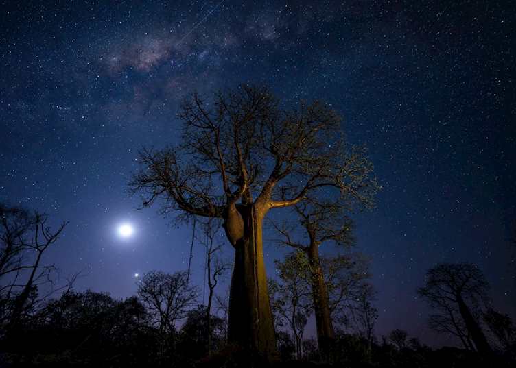 Baobab trees, Namoroka National Park (Credit: Namoroka Tsingy Camp)
