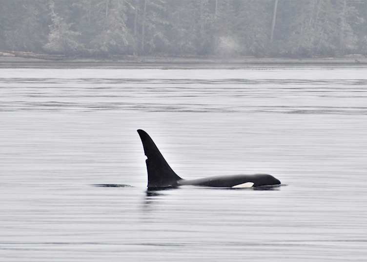 Orca spotted near Victoria, British Columbia