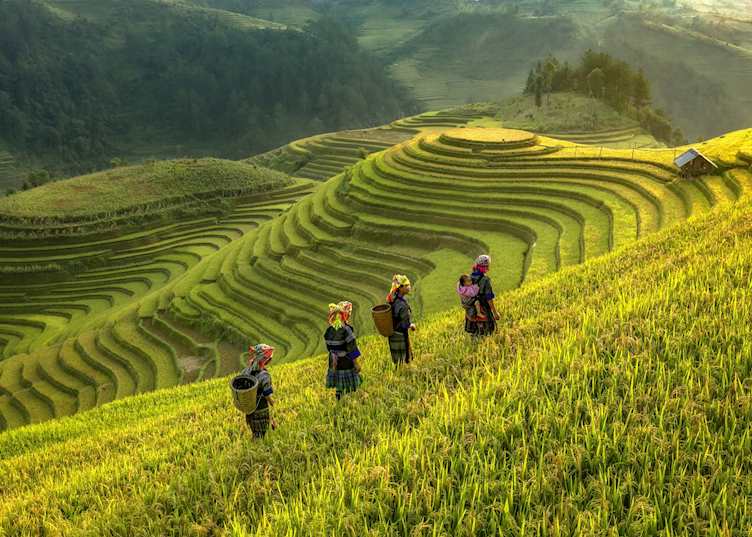 Rice terraces in Mu Cang Chai