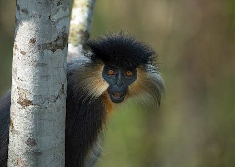 Capped langur, Manas National Park