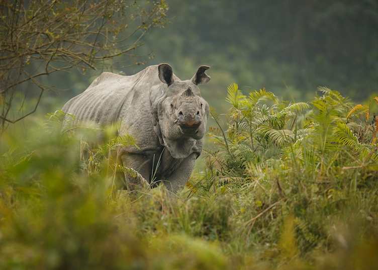 Indian rhinoceros, Kaziranga National Park