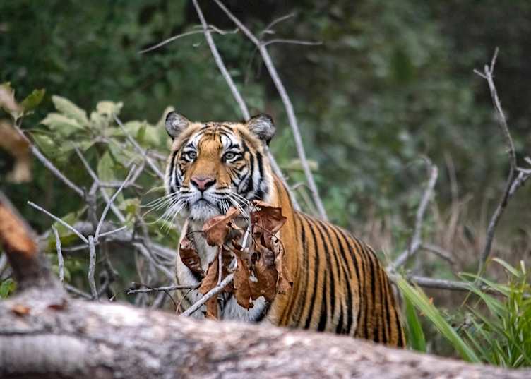 Bengal tiger, Kaziranga National Park