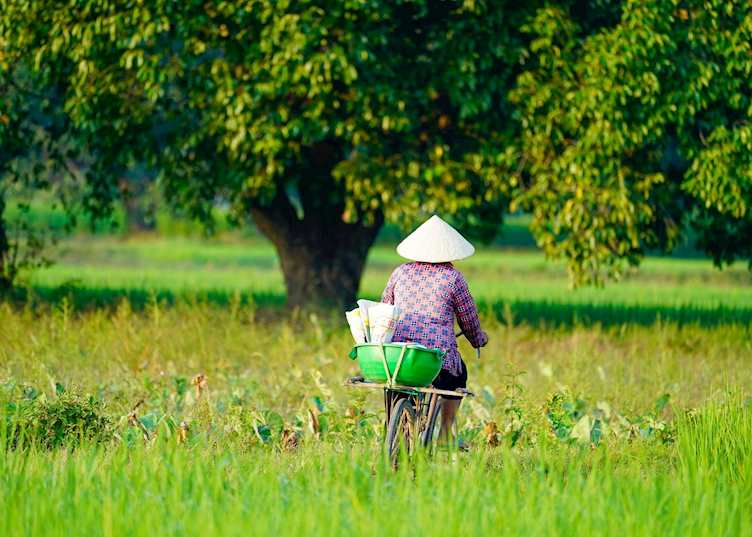 Farmer cycling past a rice field, Chau Doc