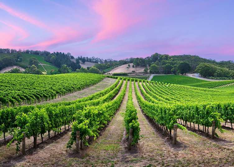Vineyard in the Adelaide Hills