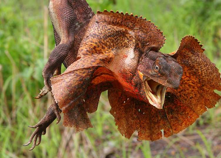 Frilled-neck lizard, Kakadu National Park