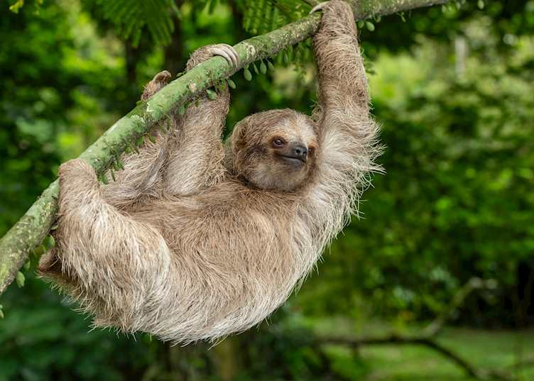Brown-throated sloth, Arenal Volcano