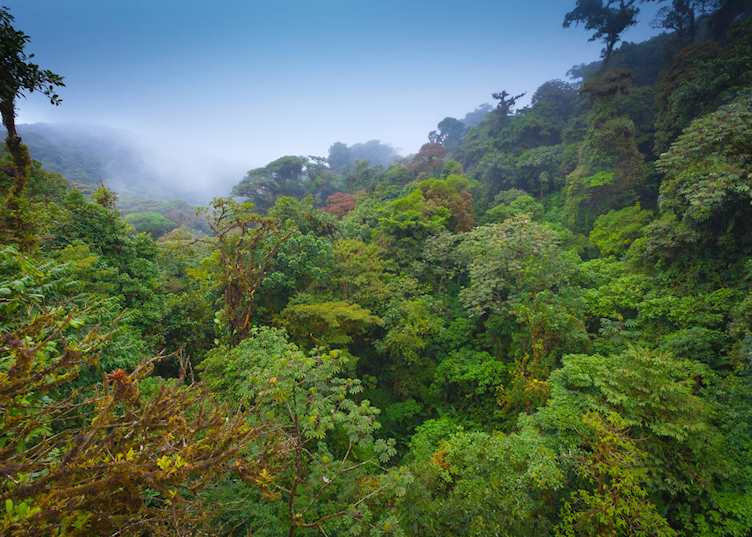 Monteverde Cloud Forest