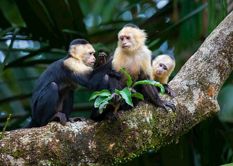 White-faced capuchin monkeys, Tortuguero National Park