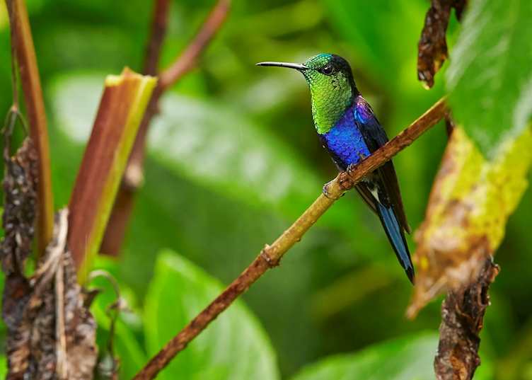 Hummingbird in Turrialba