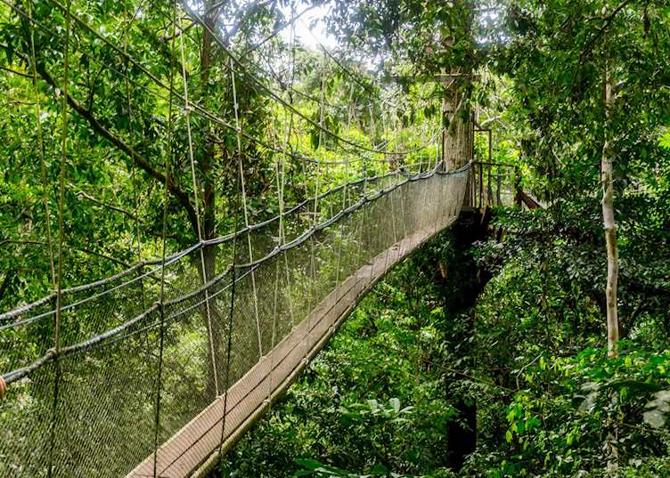 Canopy walkway in Mulu National Park