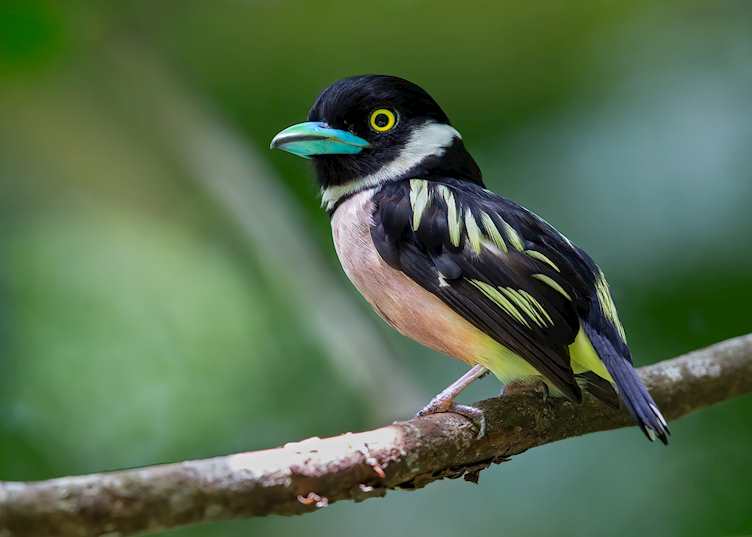 Black-and-yellow broadbill, Sandakan