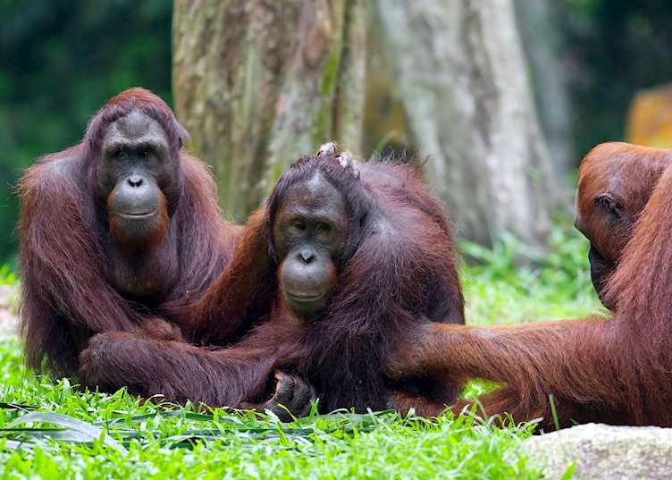 Orangutans at Sepilok Orangutan Rehabilitation Centre