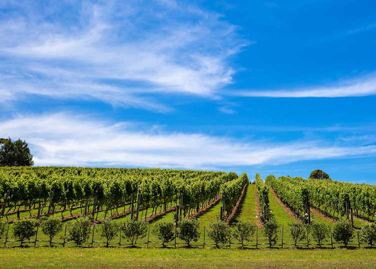 Vineyard on Waiheke Island