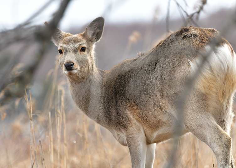 Yezo sika deer, Kushiro Shitsugen National Park