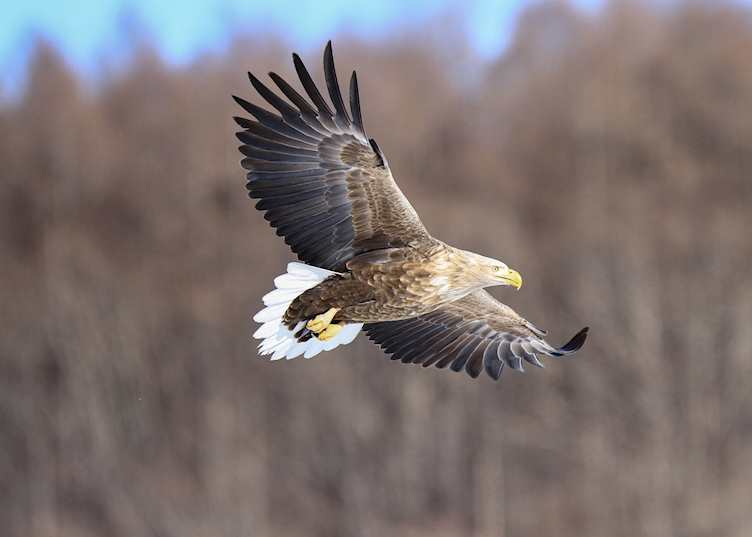 White-tailed eagle, Kushiro