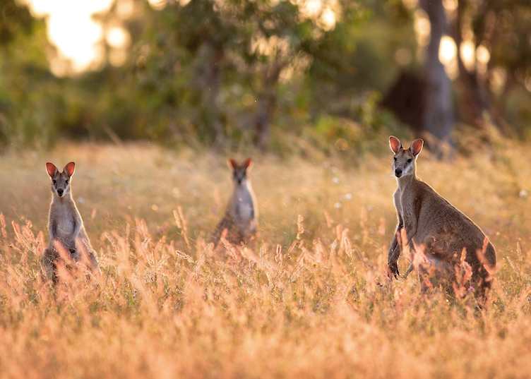 Wild kangaroos