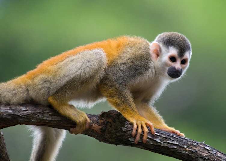 Squirrel monkey in Manuel Antonio National Park