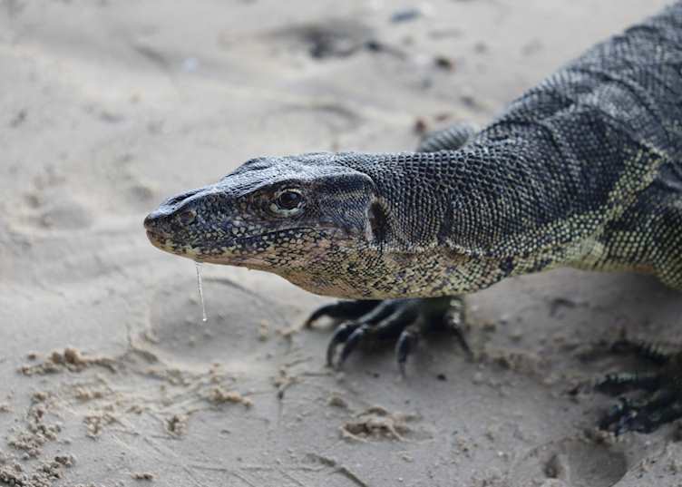 Monitor lizard on Gaya island