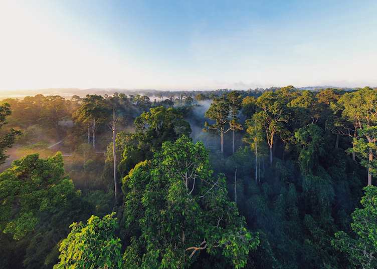 Aerial view of the rainforest in Sandakan