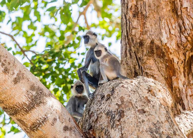 Family of tufted gray langurs, Udawalawe National Park
