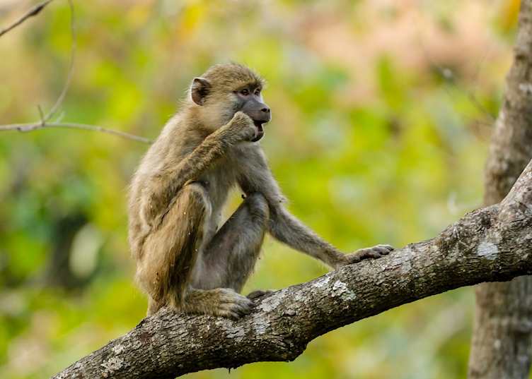 Baboon in Mahale Mountains National Park