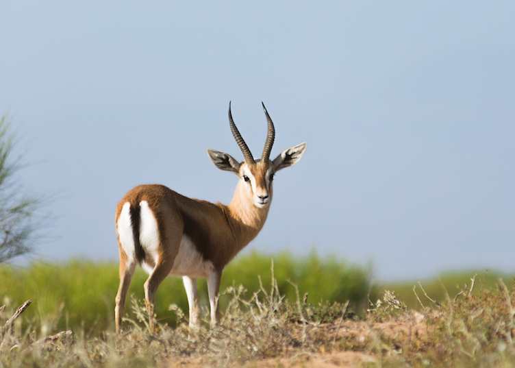 Saharan dorcas gazelle, Souss-Massa National Park