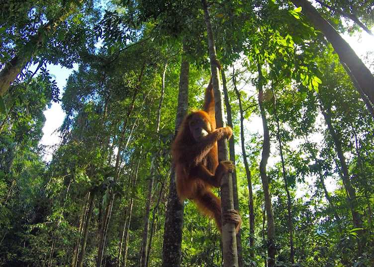 Wild orangutan in the jungle, Sumatra