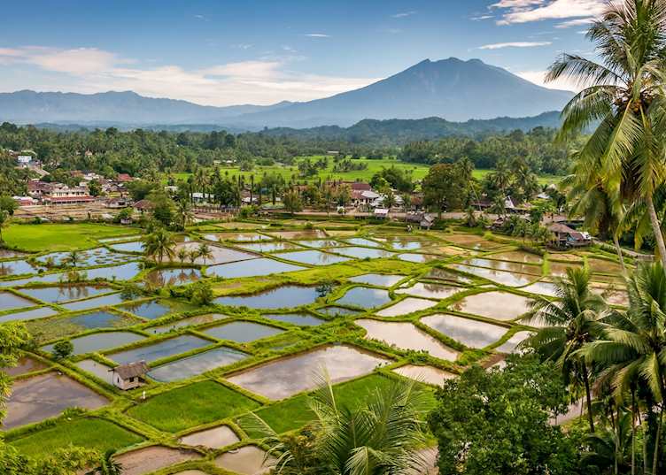 Rice fields in Sumatra