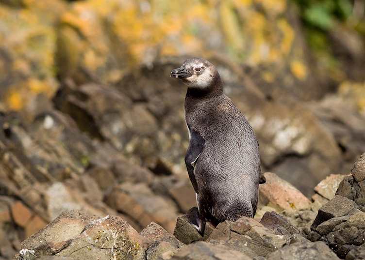 Magellanic penguin on Chiloé Island