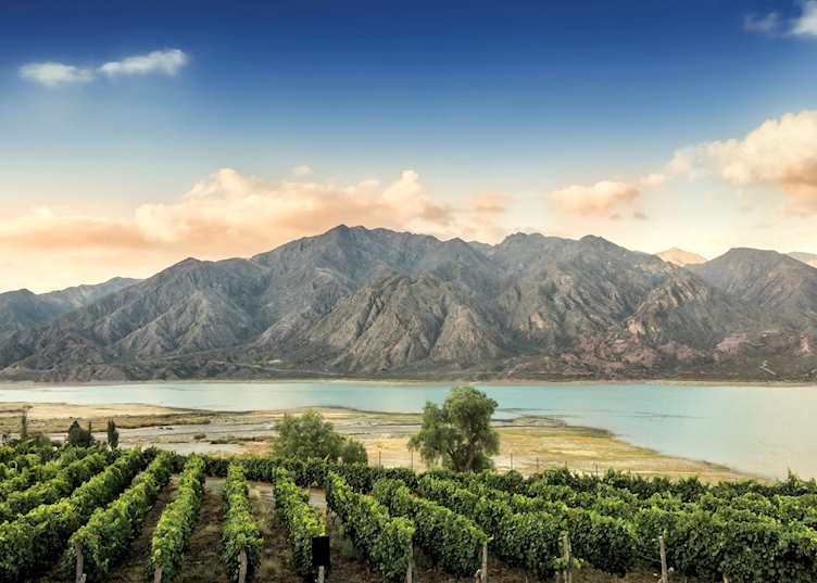 Malbec vineyard in Mendoza Province