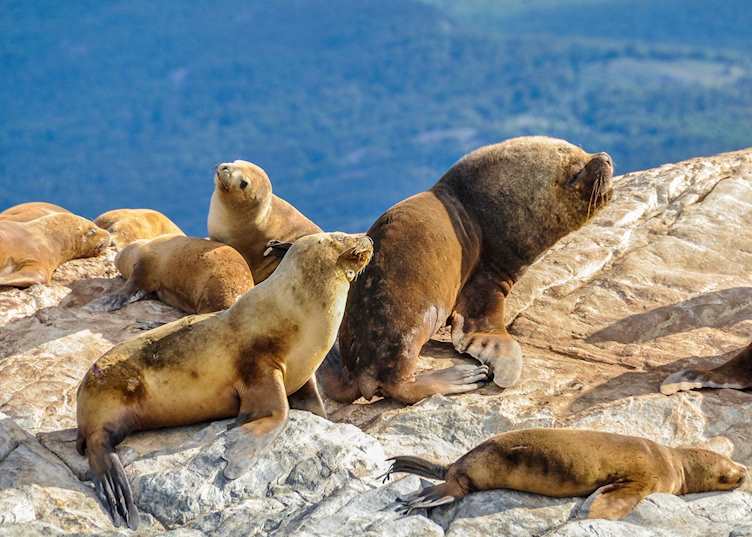 Seals and sea lions in the Beagle Channel, Tierra del Fuego