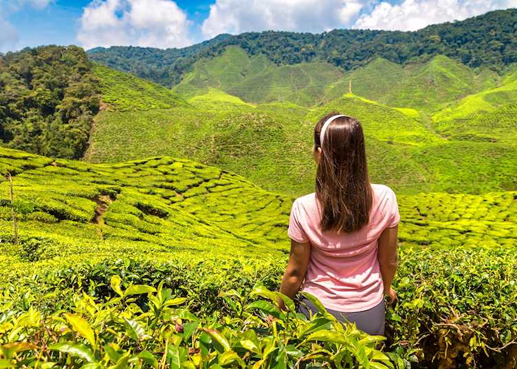 Trekking in the Cameron Highlands