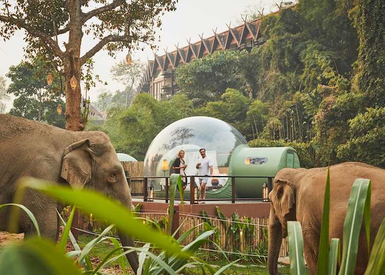Elephants at Anantara Resort Golden Triangle