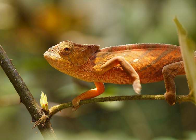 Parson's chameleon, Amber Mountain National Park