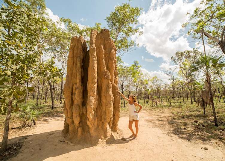 Termite mound in Litchfield National Park
