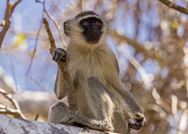Vervet monkey in a tree, Nacala