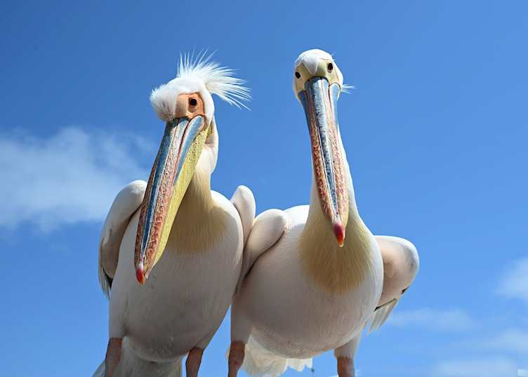 Pelicans, Walvis Bay