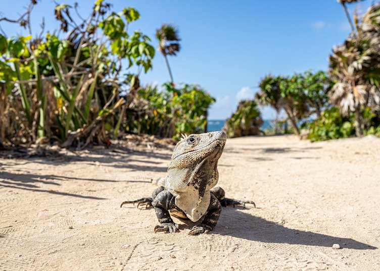 Iguana near the beach in Tulum
