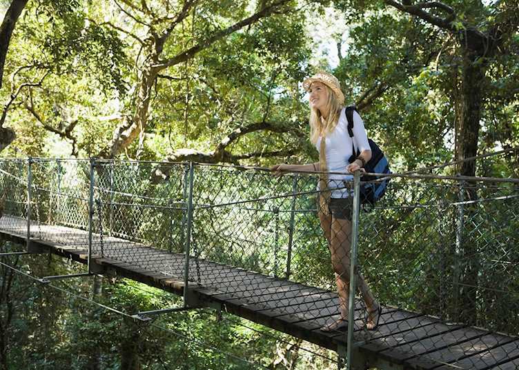 Rope bridge in Lamington National Park