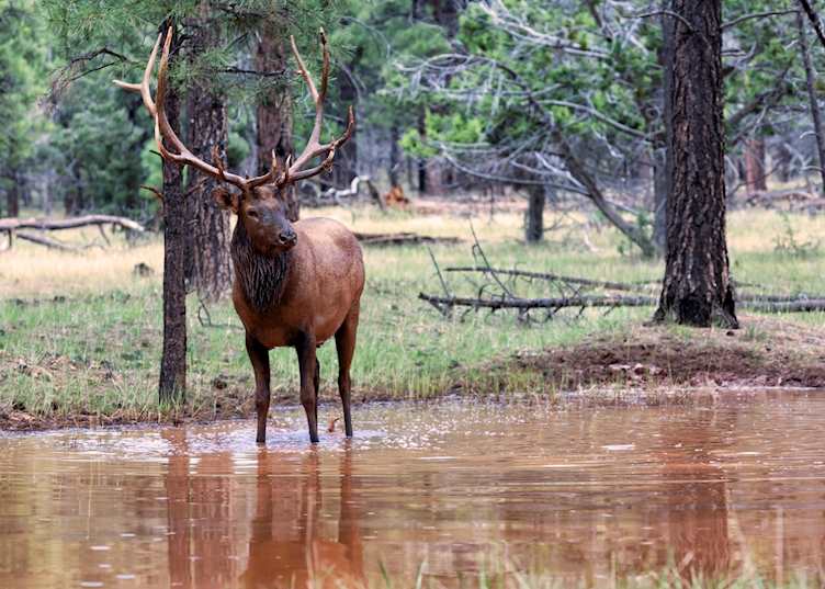 Bull elk in Jasper National Park