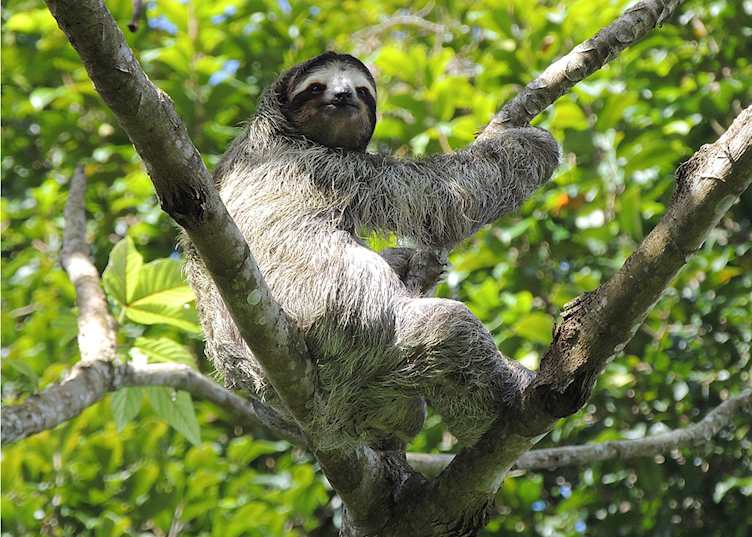 Sloth in El Valle