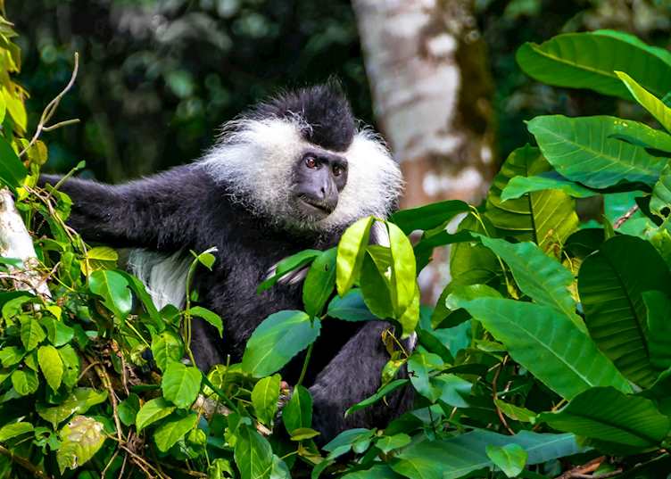 Black-and-white colobus monkey, Nyungwe Forest