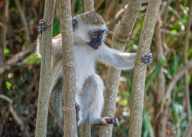 Mandrillus sphinx, Nyungwe Forest