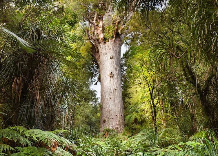 Kauri tree named Tāne Mahuta (The Lord of the Forest), Waipoua Forest