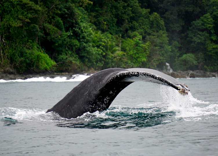 Humpback whale, Bahía Solano