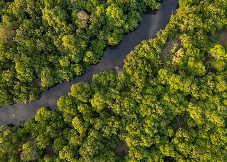Mangrove swamp on the outskirts of Dar Es Salaam
